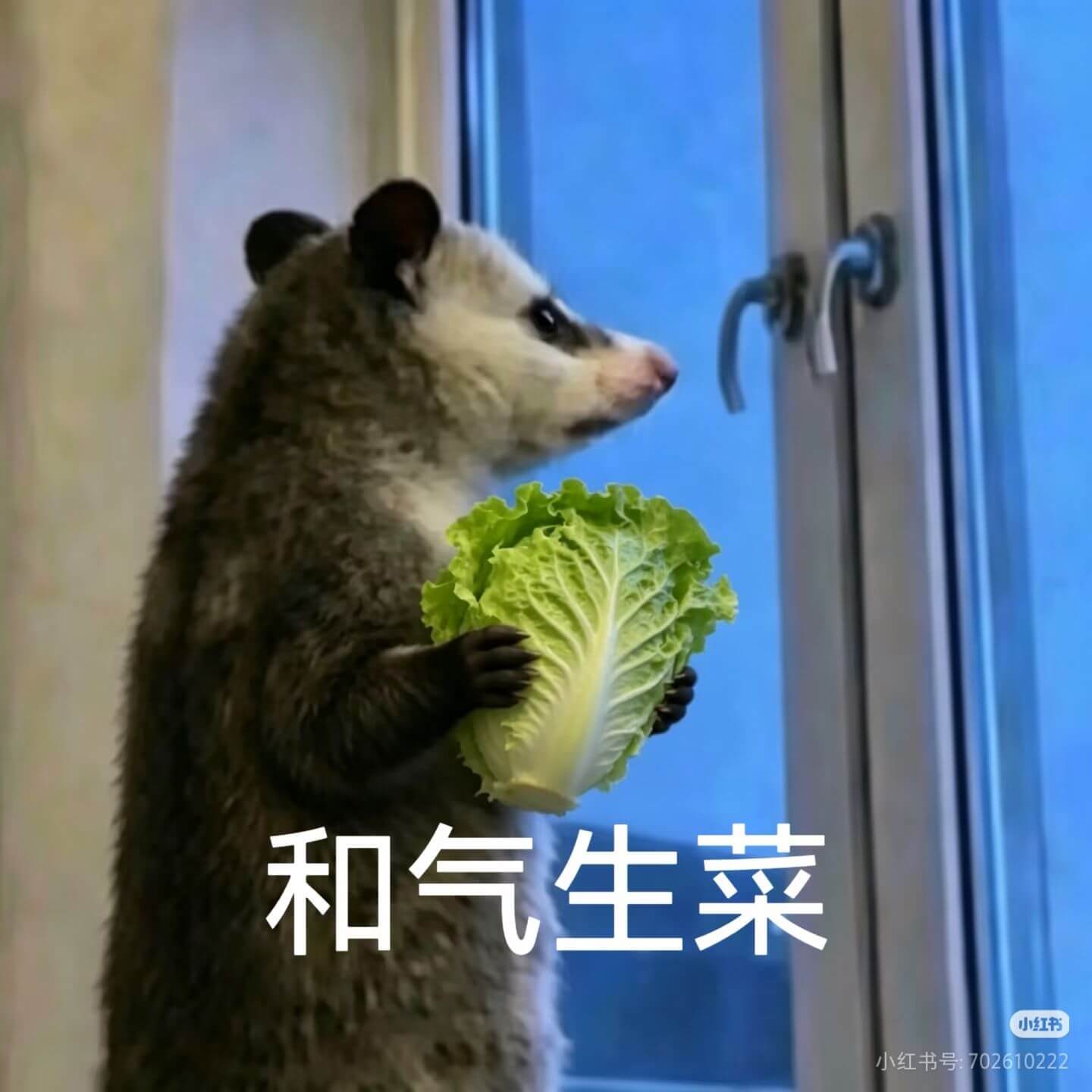 和气生菜小红书小红书号:702610222
