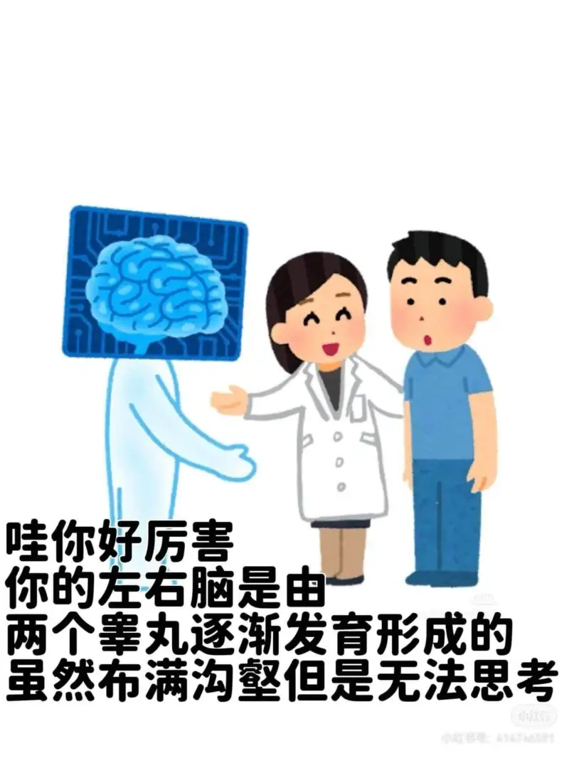 哇，你好厉害！你的左右脑是由两个睾丸逐渐发育形成的。虽然布满
