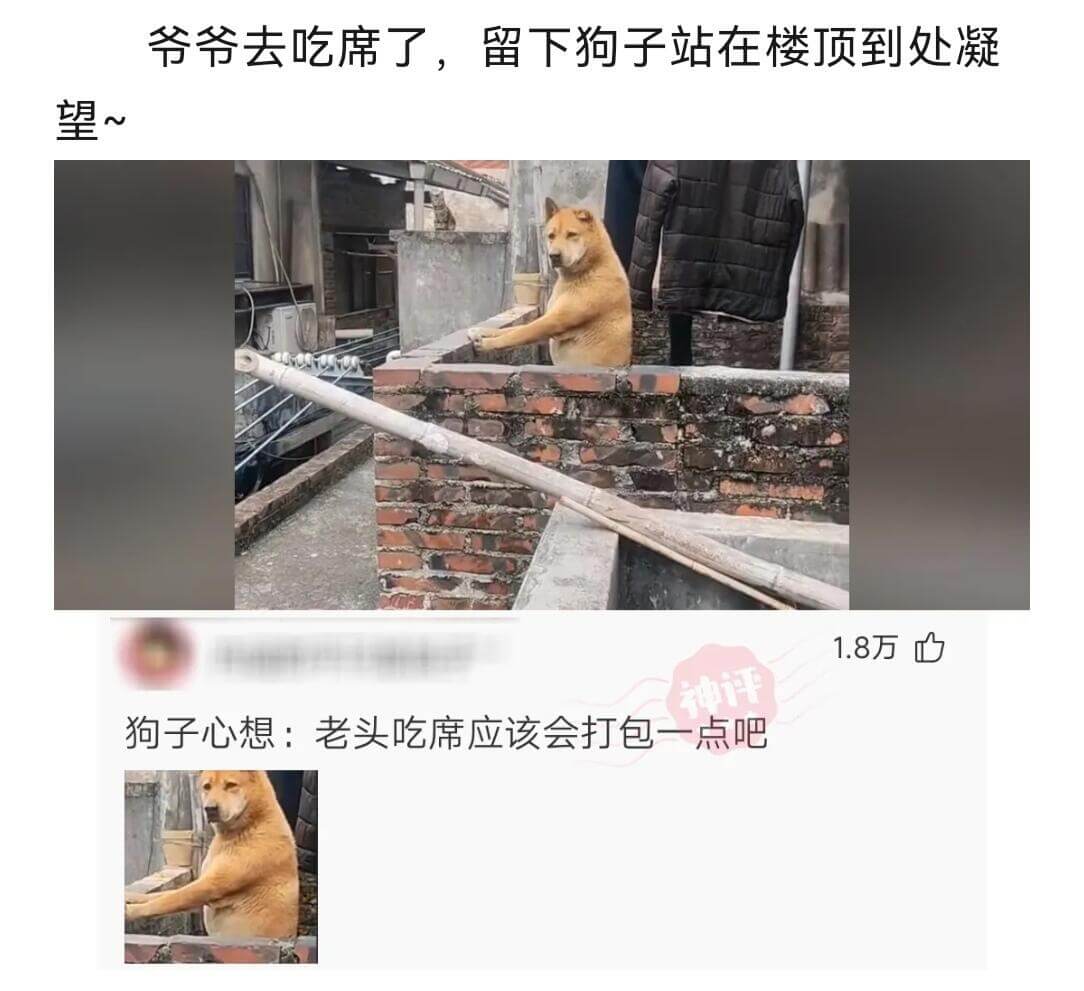 爷爷去吃席了，留下狗子站在楼顶到处凝望~狗子心想：老头吃席应