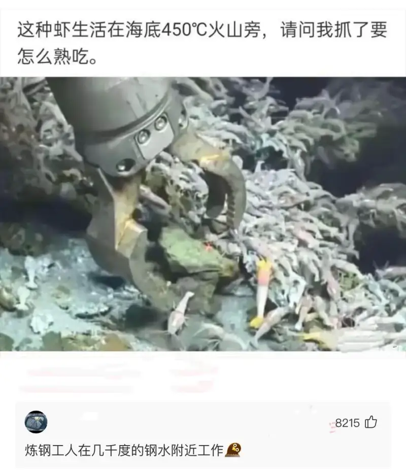 这种虾生活在海底450°C火山旁，请问我抓了要怎么熟吃。21