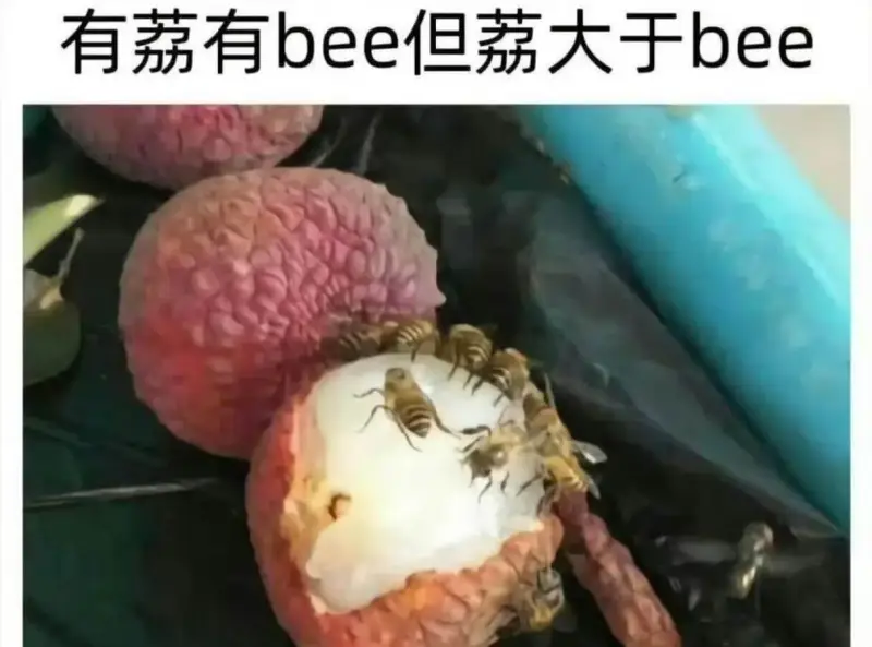 有荔有bee但荔大于bee