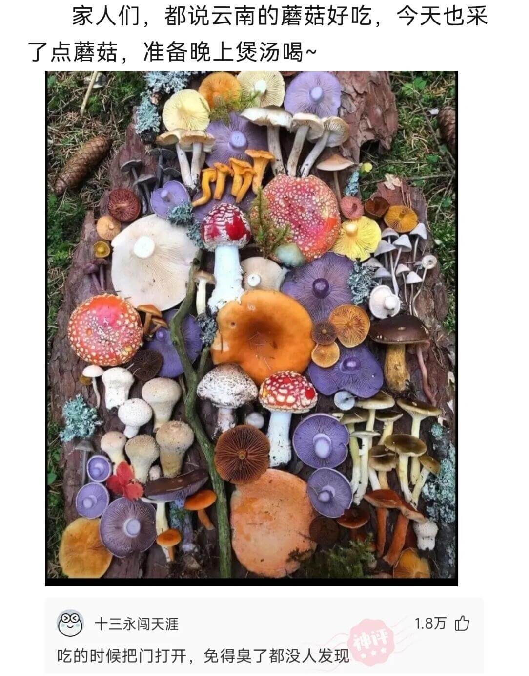 家人们，都说云南的蘑菇好吃，今天也采了点蘑菇，准备晚上煲汤喝