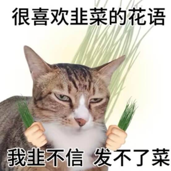 很喜欢韭菜的花语，我不信，发不了菜。