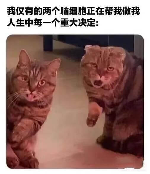 我仅有的两个脑细胞正在帮我做人生中每一个重大决定：