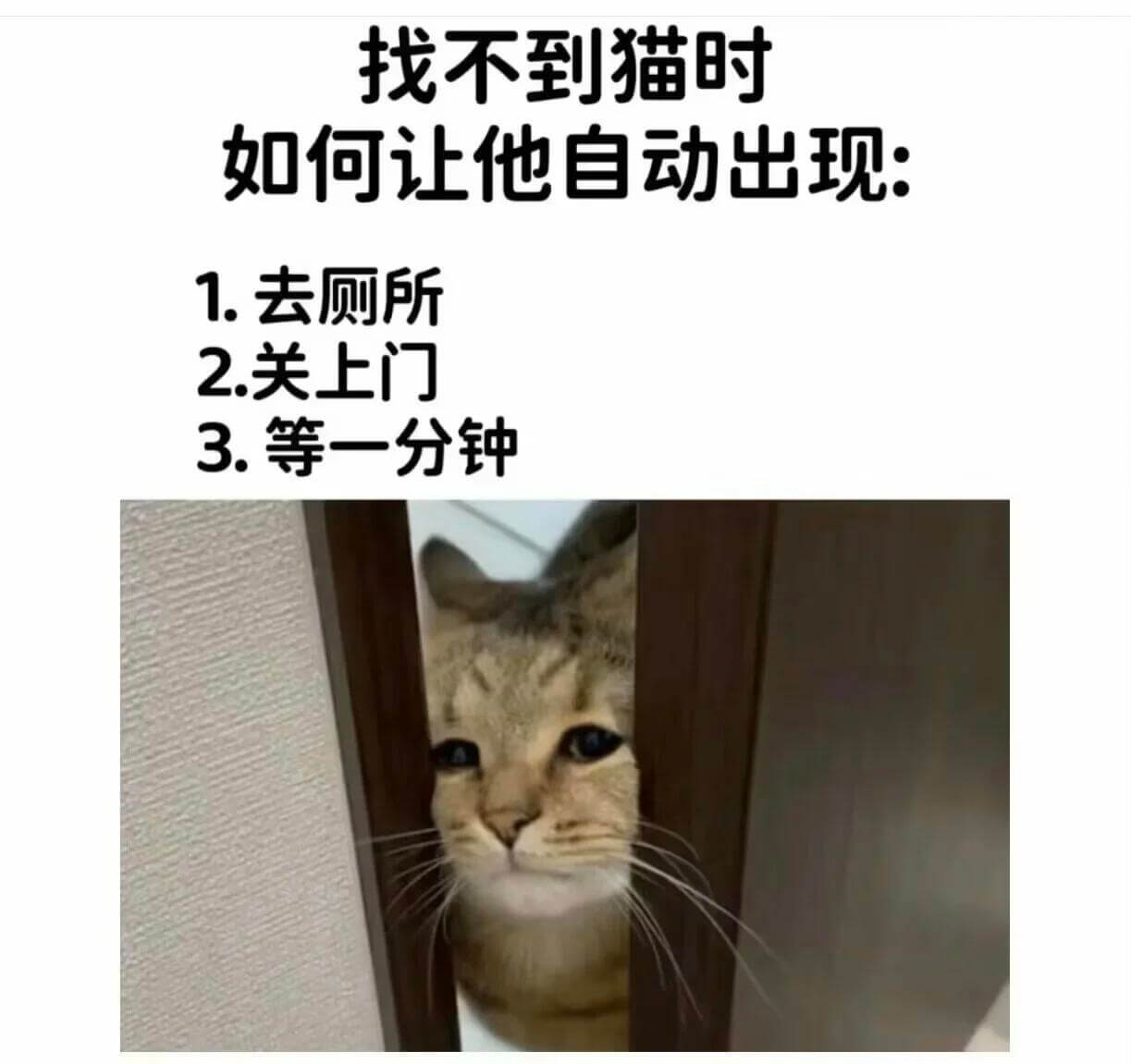 找不到猫时如何让他自动出现1.去厕所2.关上门3.等一分钟