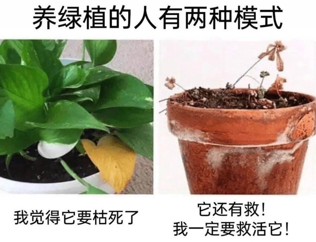 养绿植的人有两种模式它还有救！我觉得它要枯死了我一定要救活它