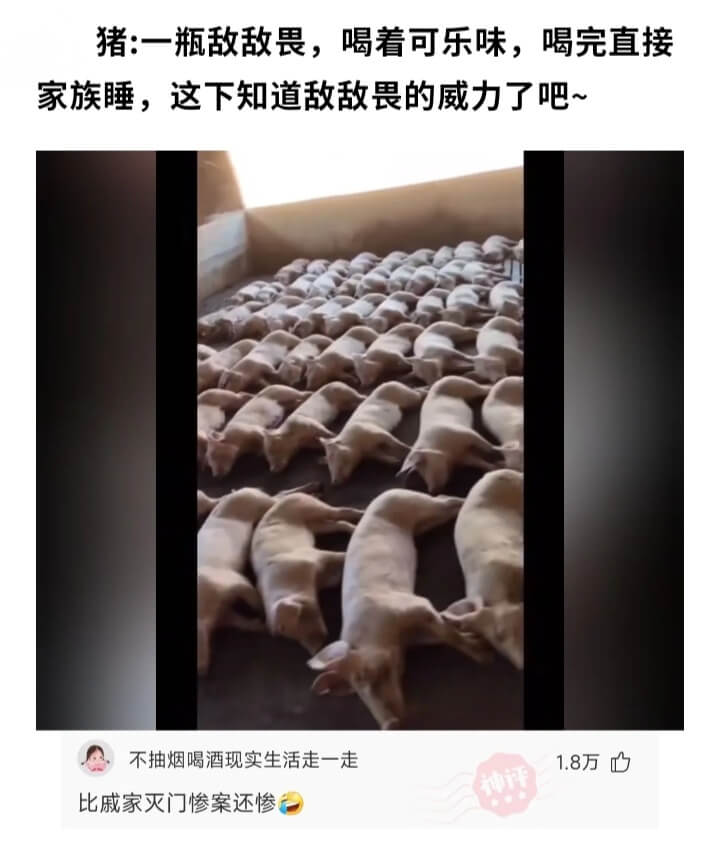 猪:一瓶敌敌畏，喝着可乐味，喝完直接家族睡，这下知道敌敌畏的