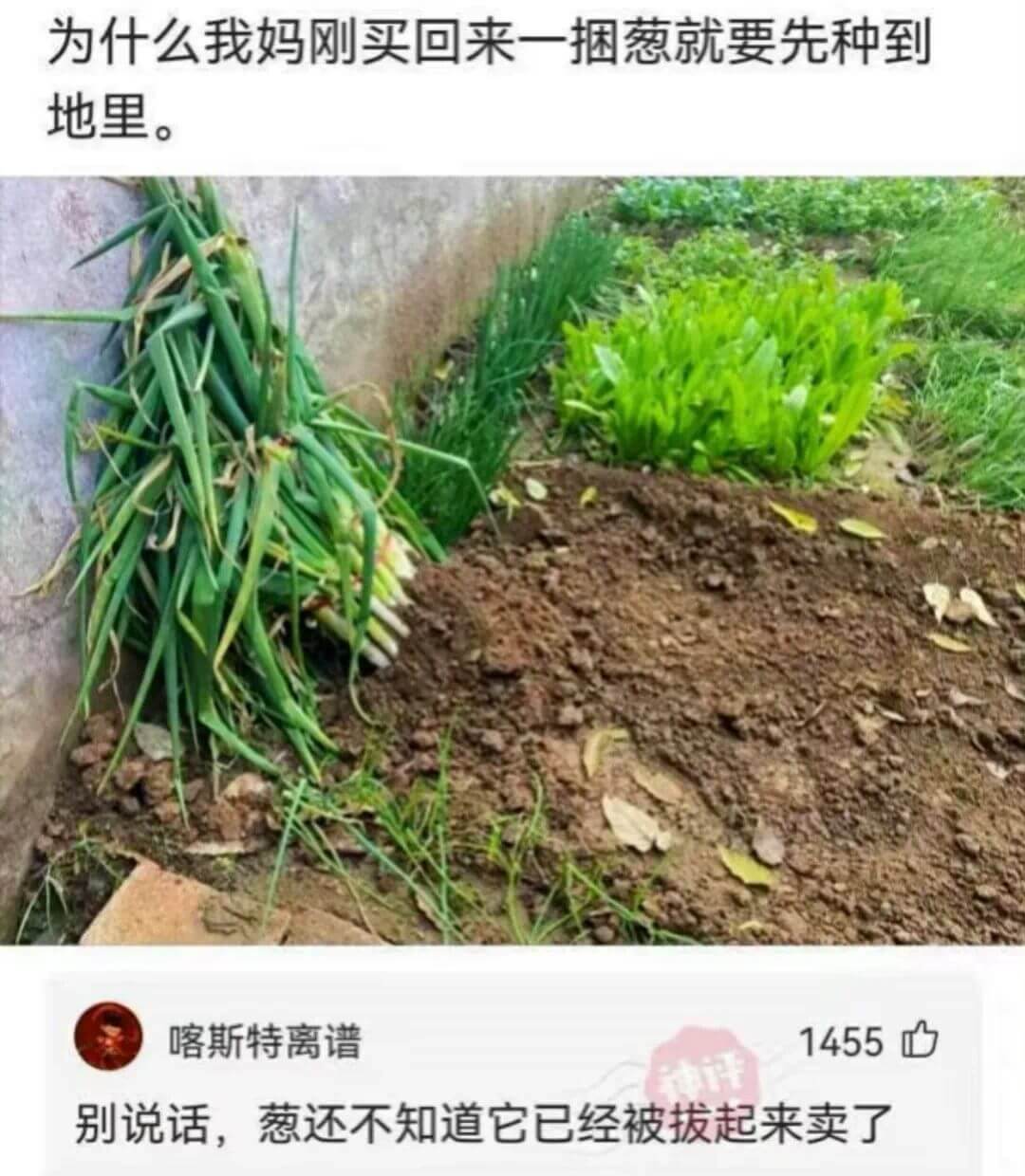 为什么我妈刚买回来一捆葱就要先种到地里。喀斯特离谱1455别