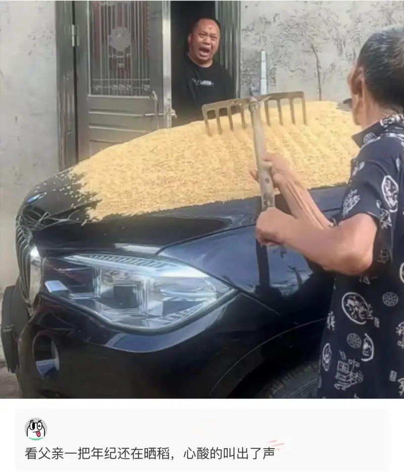 看父亲一把年纪还在晒稻，心酸的叫出了声