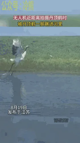 鹤：劳资在这捕鱼，你在那边嗡嗡嗡，给老子坐下！