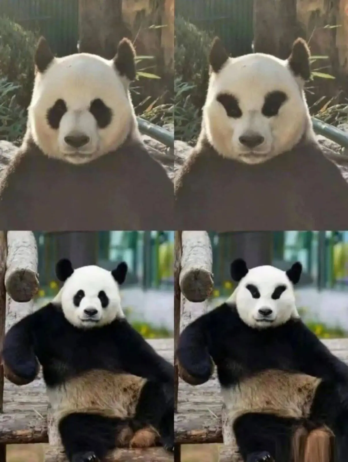 🤣🤣🤣如果大熊猫的黑眼圈反着长