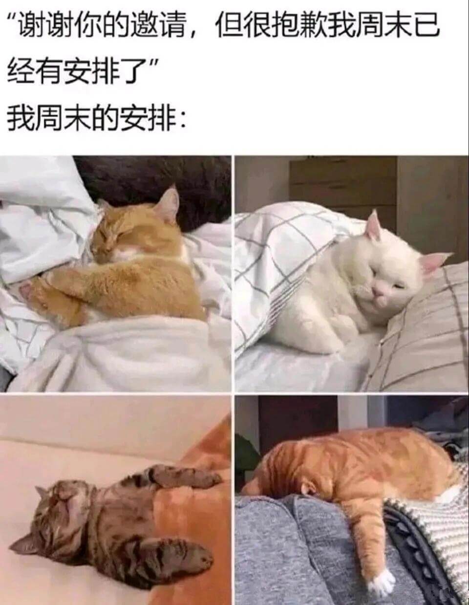 谢谢你的邀请，但很抱歉，我周末已经有安排了！我周末的安排：