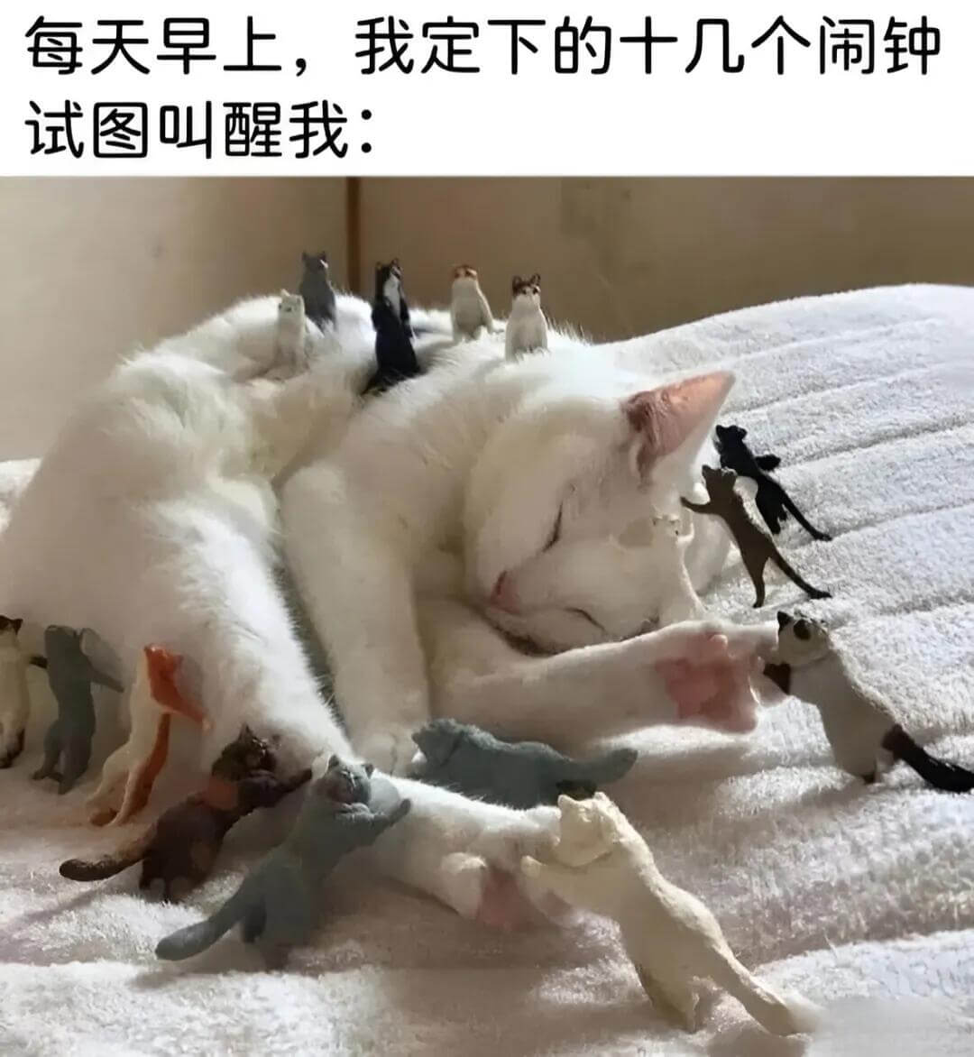每天早上，我定下的十几个闹钟试图叫醒我：