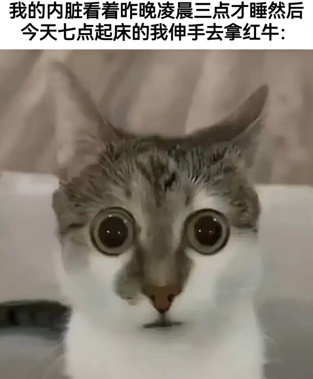 我的内脏看着昨晚凌晨三点才睡，然后今天七点起床的我，伸手去拿