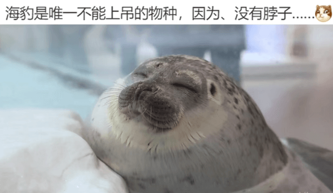海豹是唯一不能上吊的物种，因为、没有脖子………….