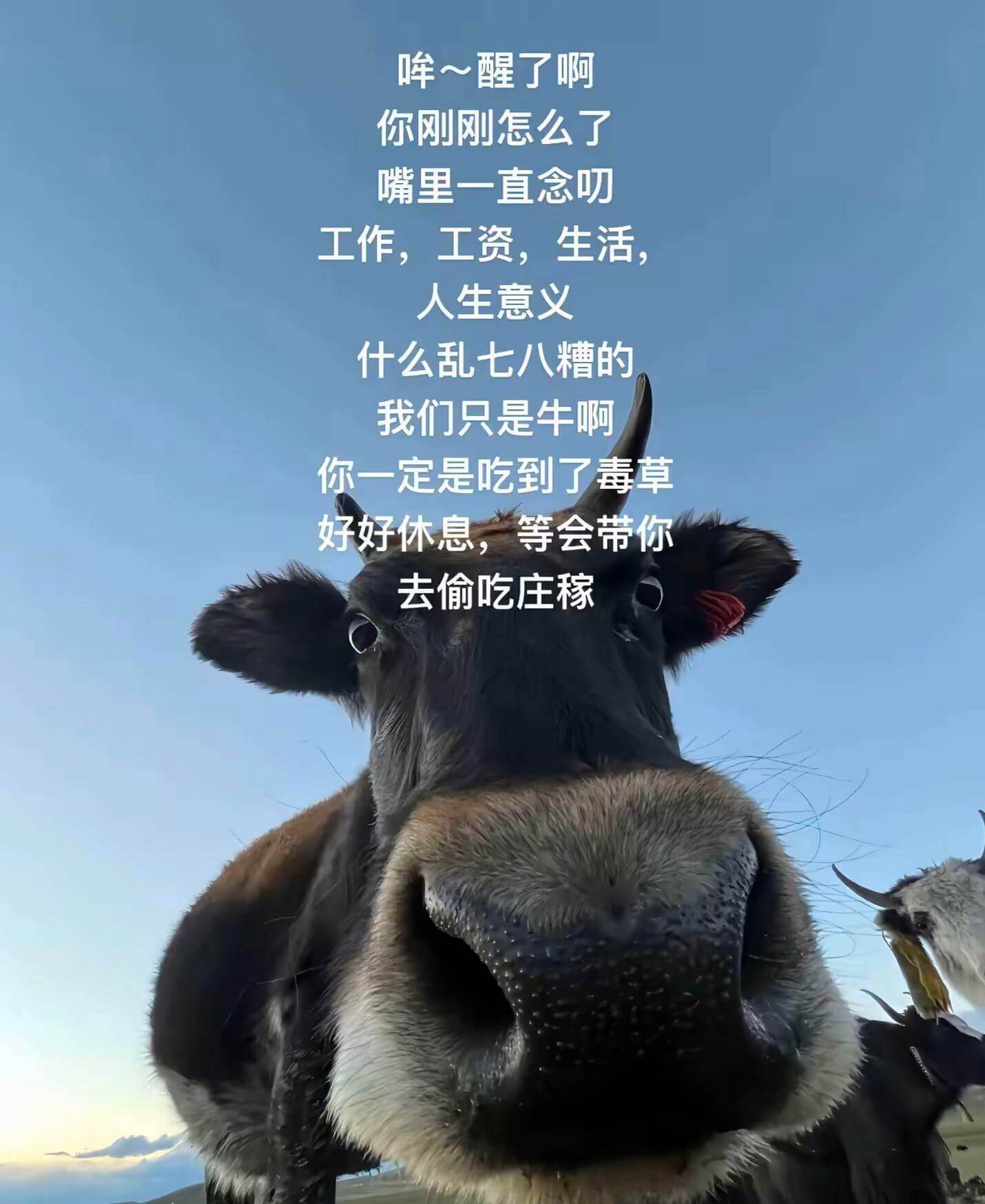～醒了啊你刚刚怎么了，嘴里一直念：工作，工资，生活，人生意义