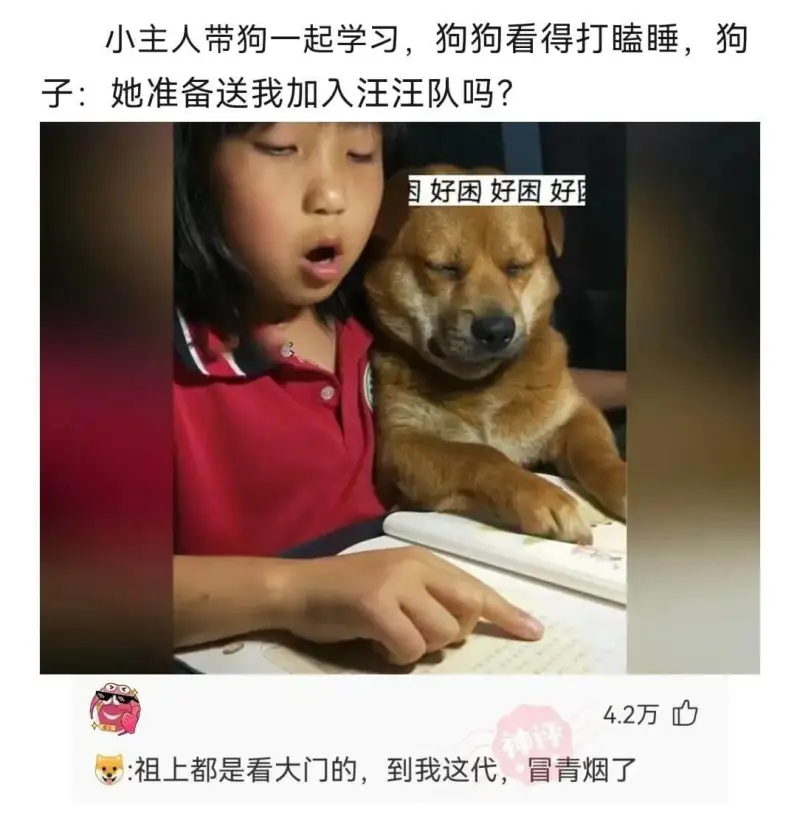小主人带狗一起学习，狗狗看得打瞌睡。狗狗：她准备送我加入汪汪