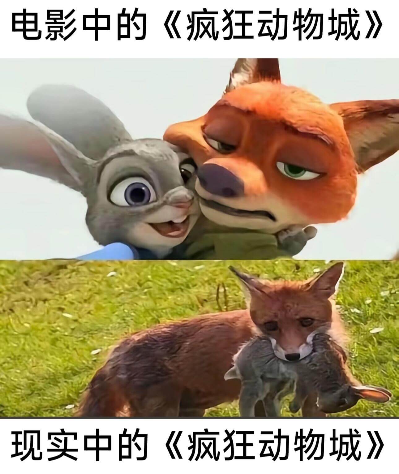 电影中的《疯狂动物城》现实中的《疯狂动物城》