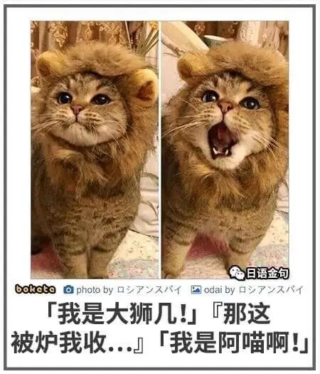 日语金句boketeaphotobyodaiby我是大狮几!
