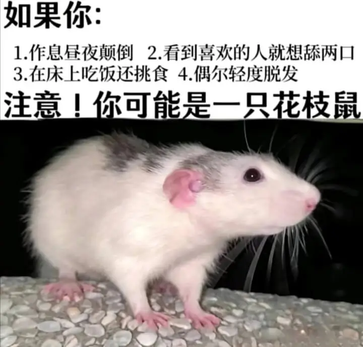 如果你：1.作息昼夜颠倒2.看到喜欢的人就想舔两口3.在床上