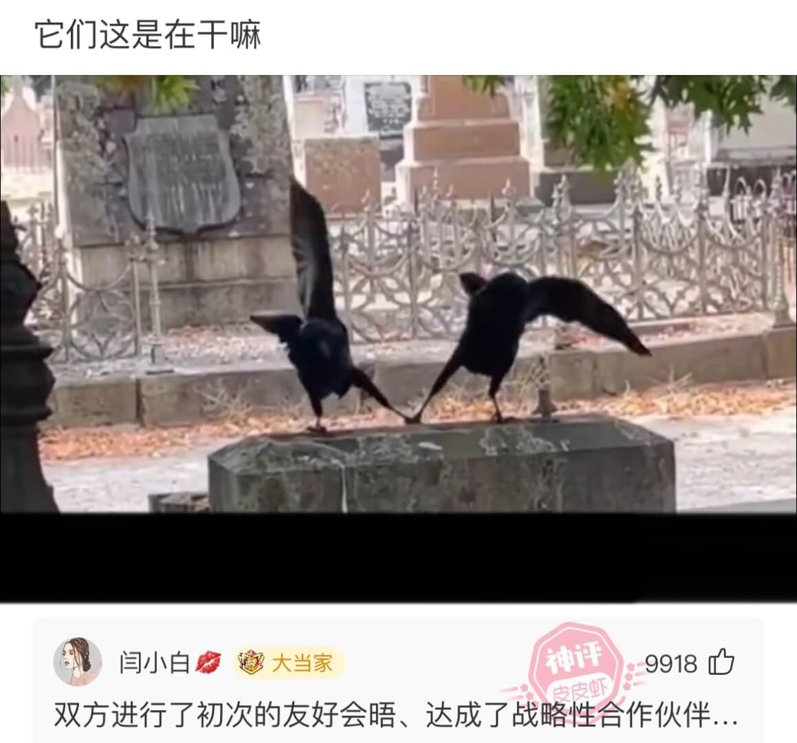 它们这是在干嘛闫小白大当家9918双方进行了初次的友好会晤、