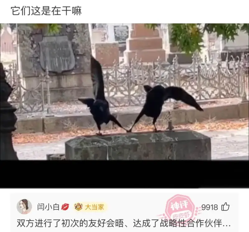 它们这是在干嘛闫小白大当家9918双方进行了初次的友好会晤、