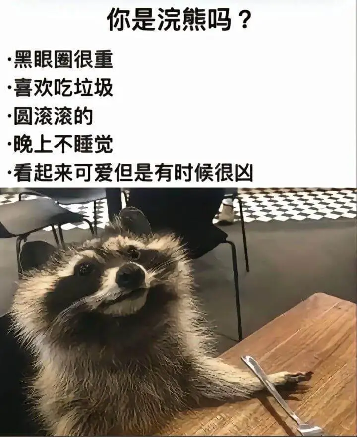 你是浣熊吗？·黑眼圈很重·喜欢吃垃圾•圆滚滚的·晚上不睡觉·