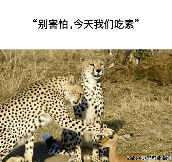 别害怕，今天我们吃素Weibo@这里可爱多哟