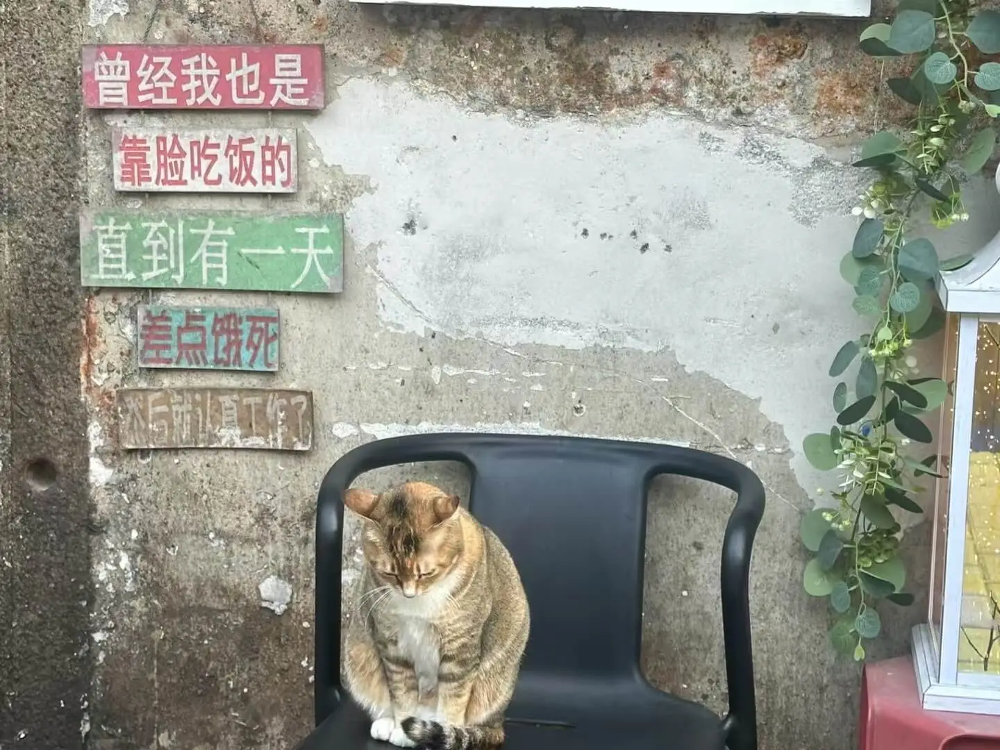曾经我也是靠脸吃饭的，直到有一天差点饿死。