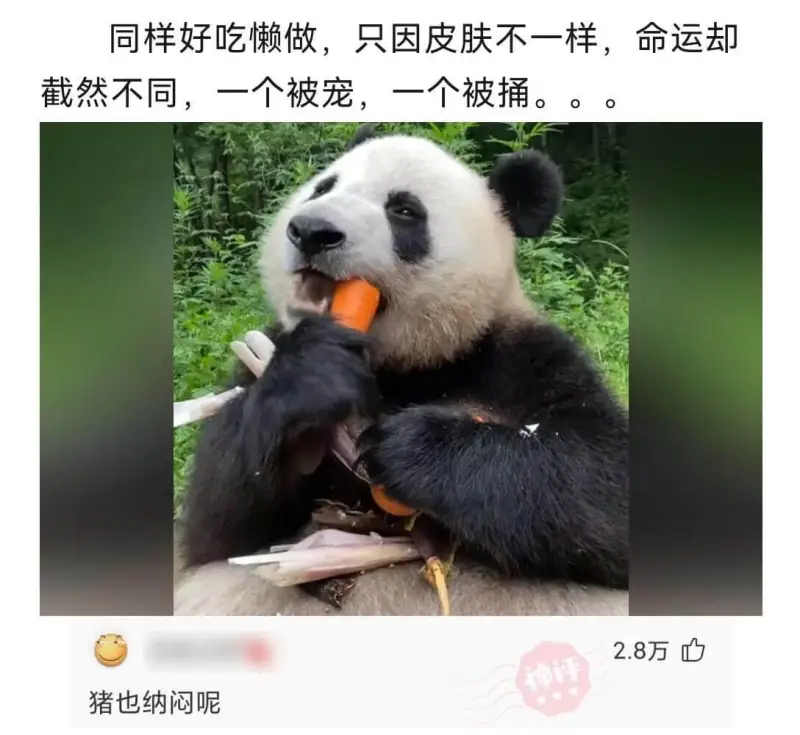 同样好吃懒做，只因皮肤不一样，命运却截然不同，一个被宠，一个