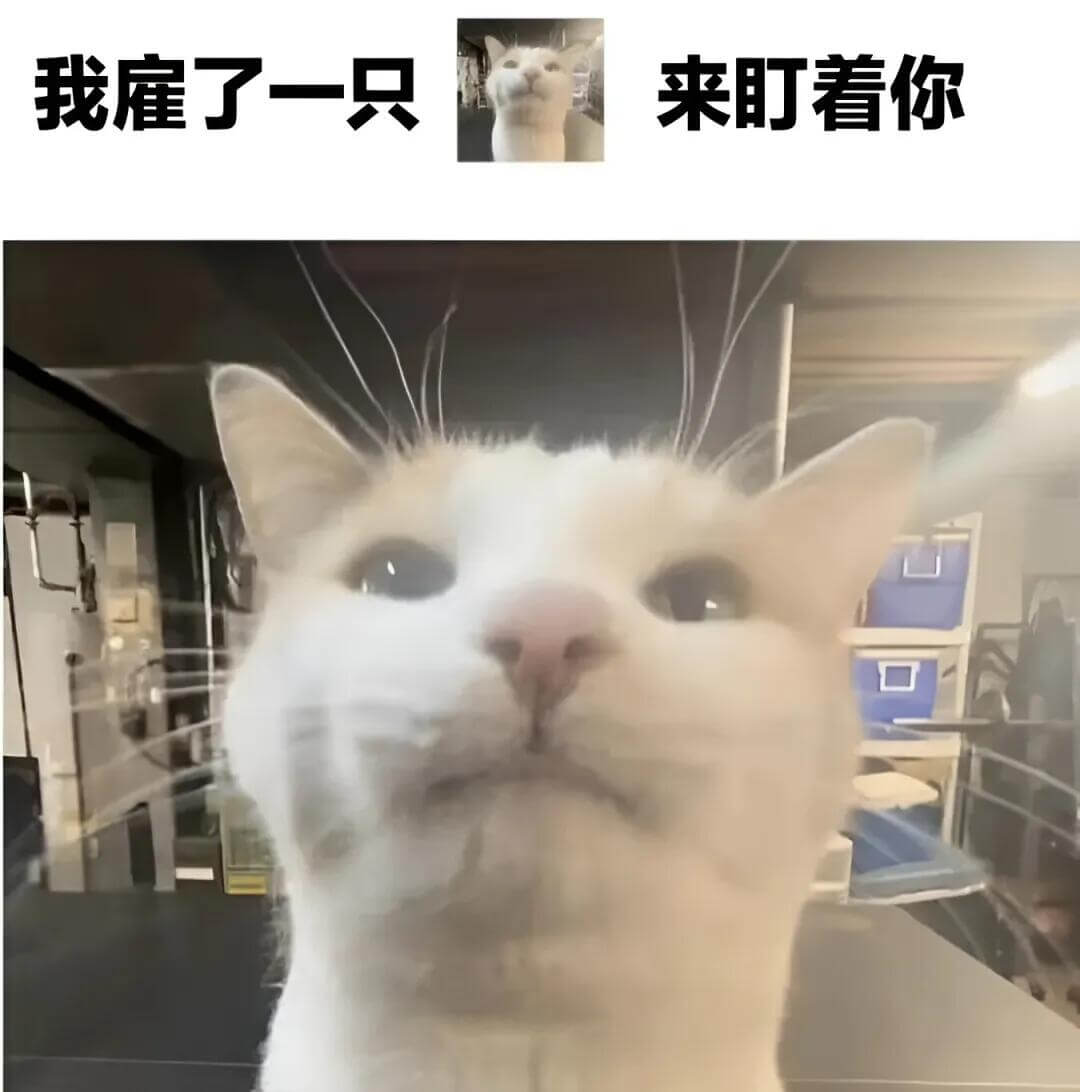 我雇了一只来町着你