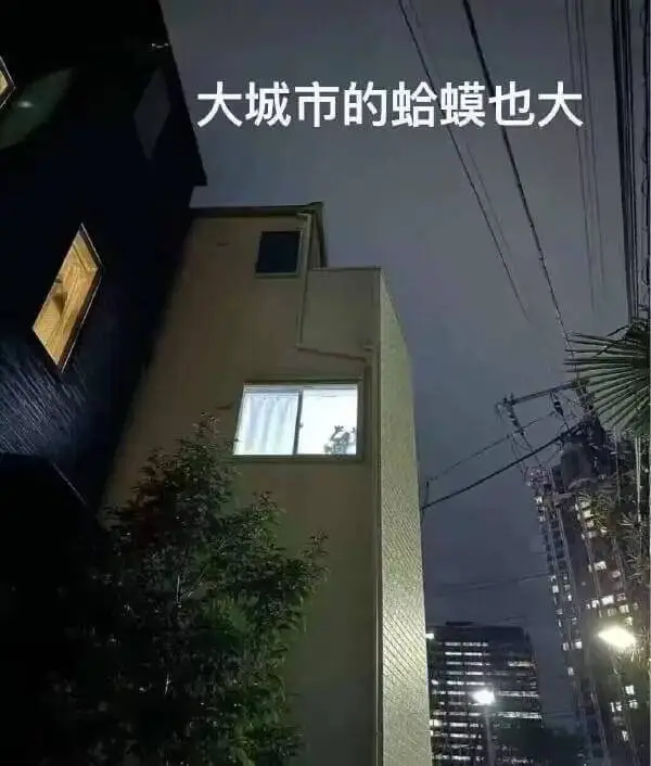 大城市的蛤蟆也大