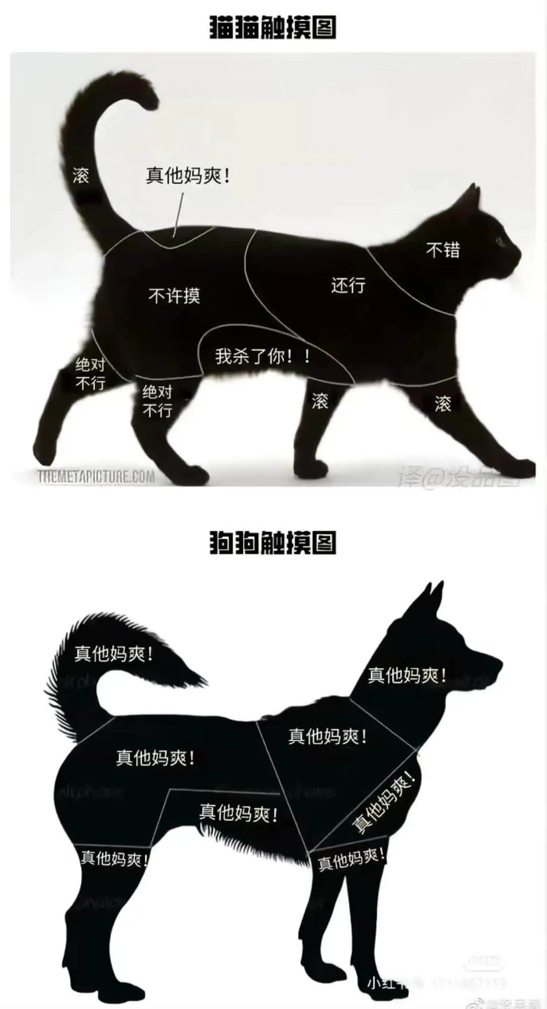 猫猫触摸图滚真他妈爽！不错还行不许摸我杀了你！绝对！不行绝对
