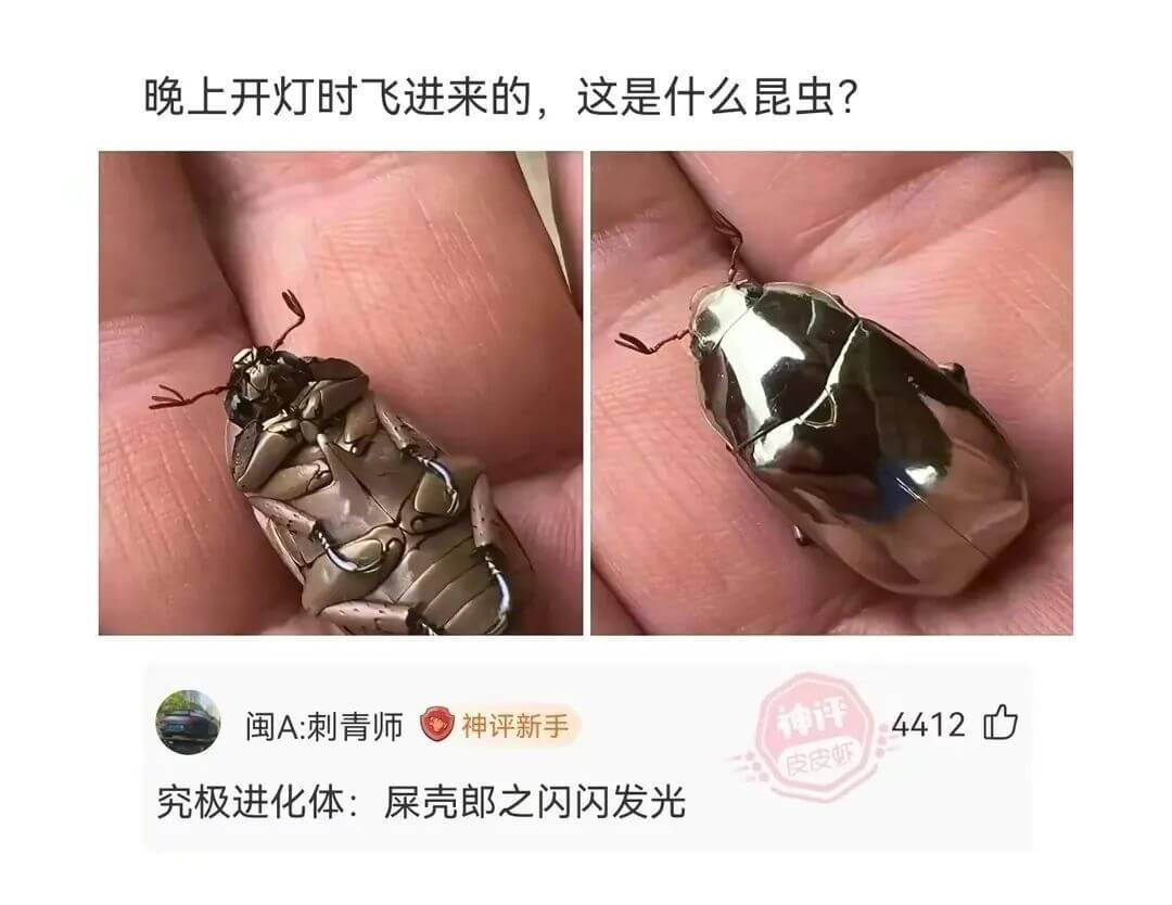 晚上开灯时飞进来的，这是什么昆虫？闽A:刺青师神评新手神评4