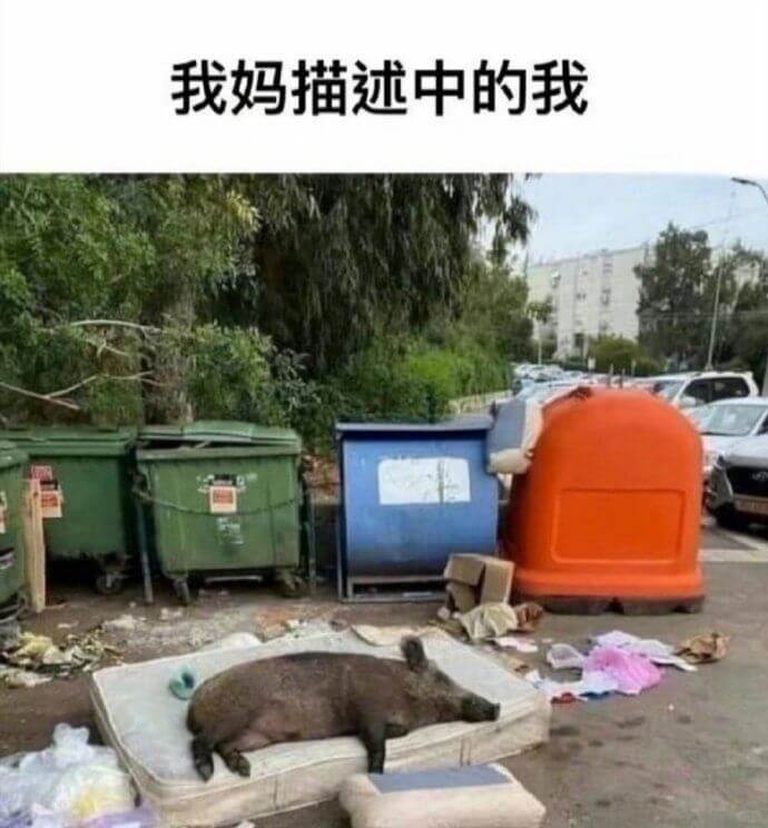 我妈描述中的我