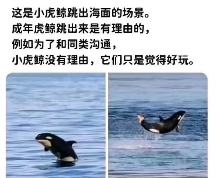 这是小虎鲸跳出海面的场景。成年虎鲸跳出来是有理由的，例如为了