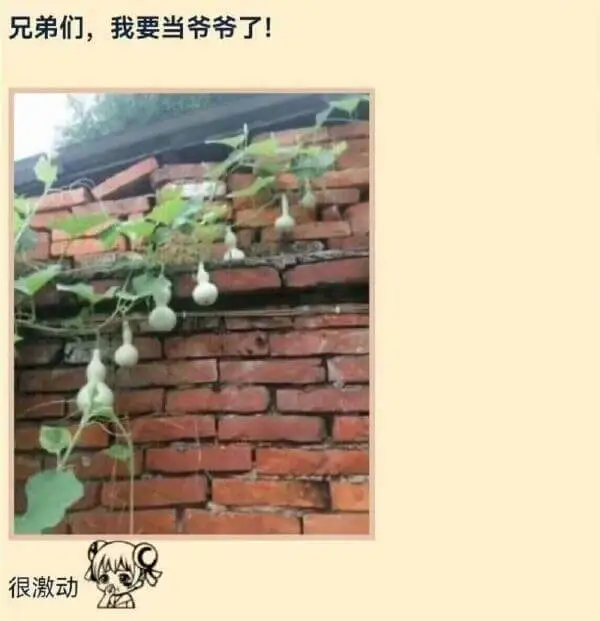 兄弟们，我要当爷爷了！很激动