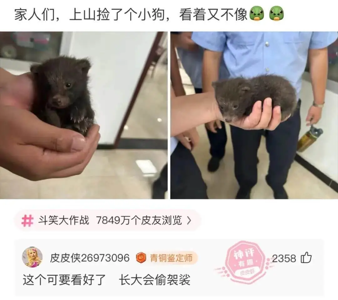 家人们，上山捡了个小狗，看着又不像斗笑大作战7849万个皮友