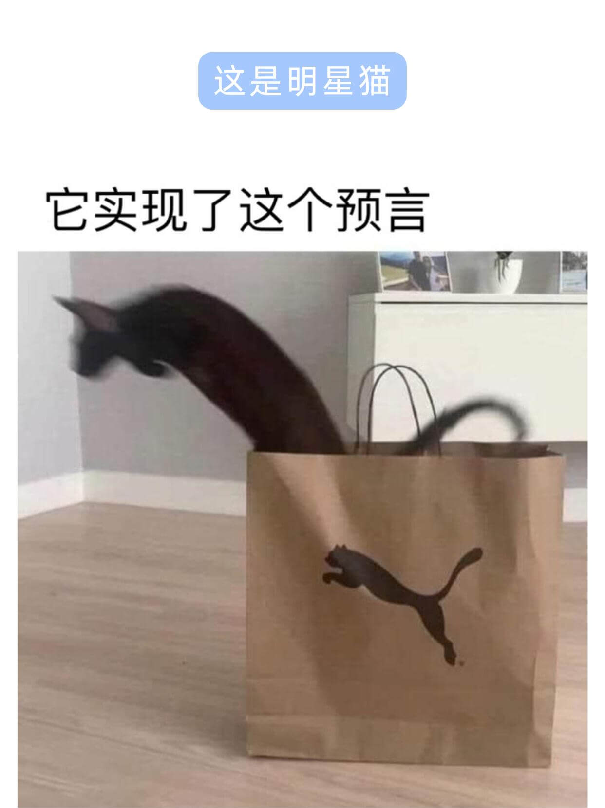 这是明星猫它实现了这个预言