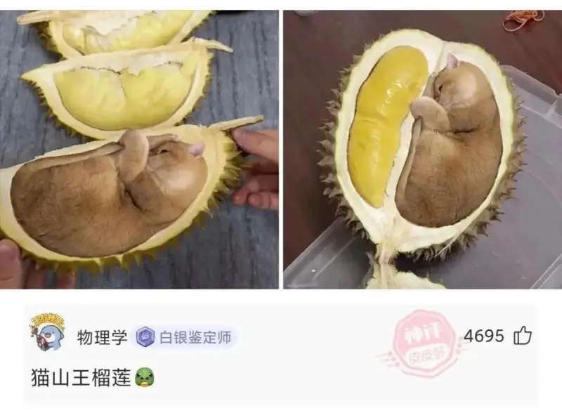 物理学白银鉴定师猫山王榴莲4695