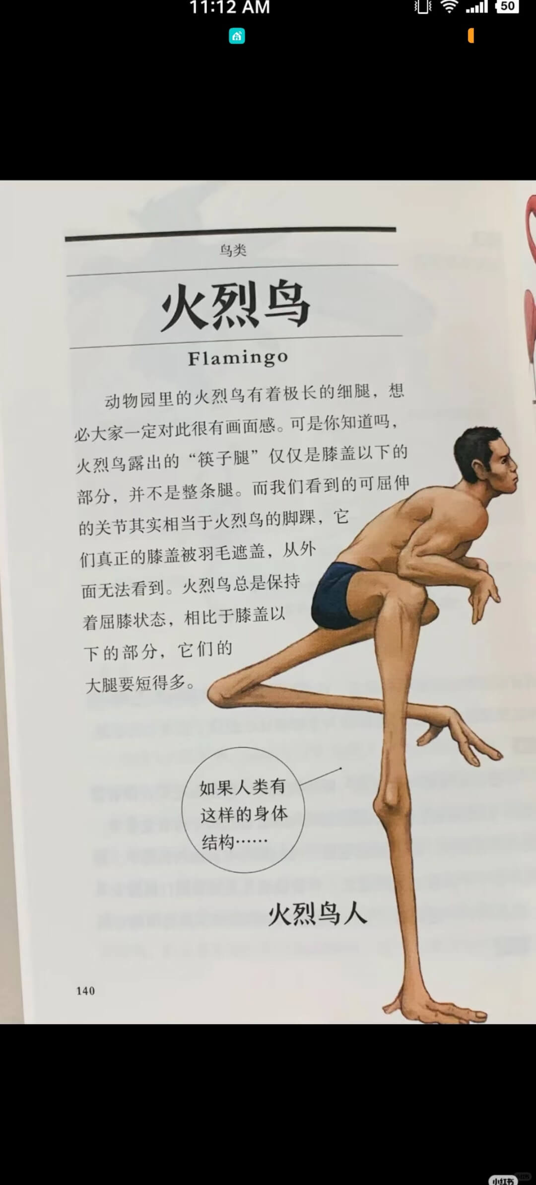 11:12AM50A鸟类火烈鸟Flamingo动物园里的火烈