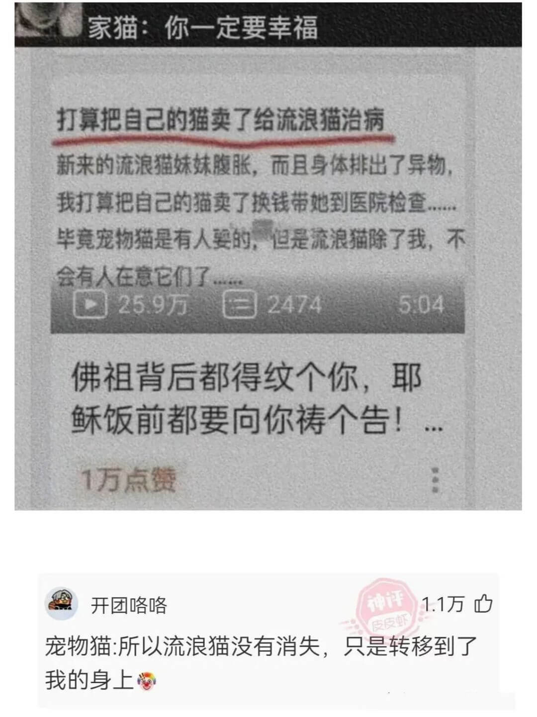 神评1.1万开团咯咯皮皮虾宠物猫:所以流浪猫没有消失,只是转