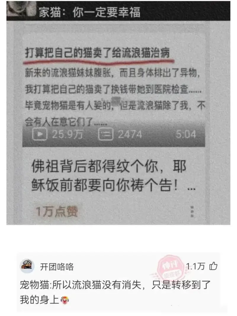 神评1.1万开团咯咯皮皮虾宠物猫:所以流浪猫没有消失,只是转