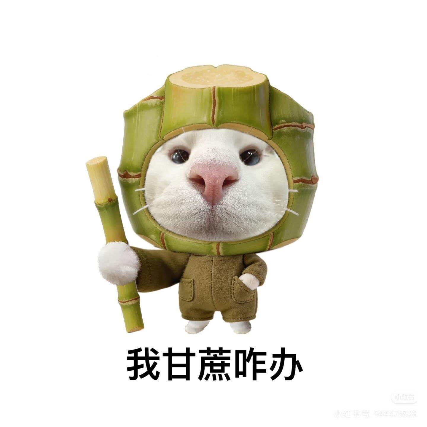 我甘蔗咋办？红书号：944476828