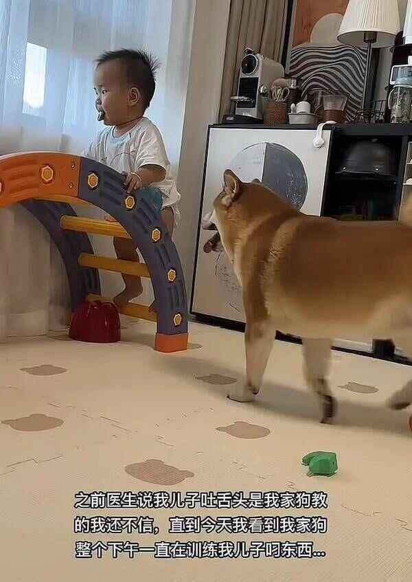 之前医生说我儿子吐活头是我家狗教的我还不信，直到今天我看到我