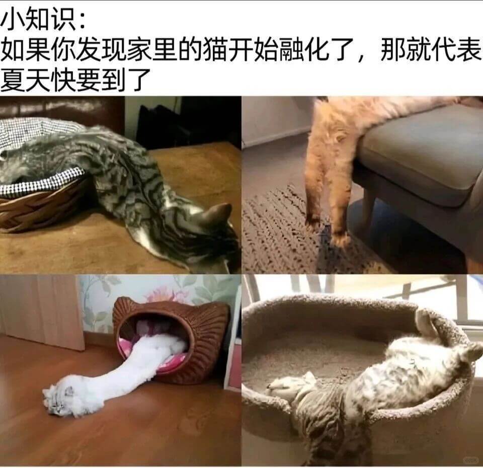 小知识：如果你发现家里的猫开始融化了，那就代表夏天快要到了