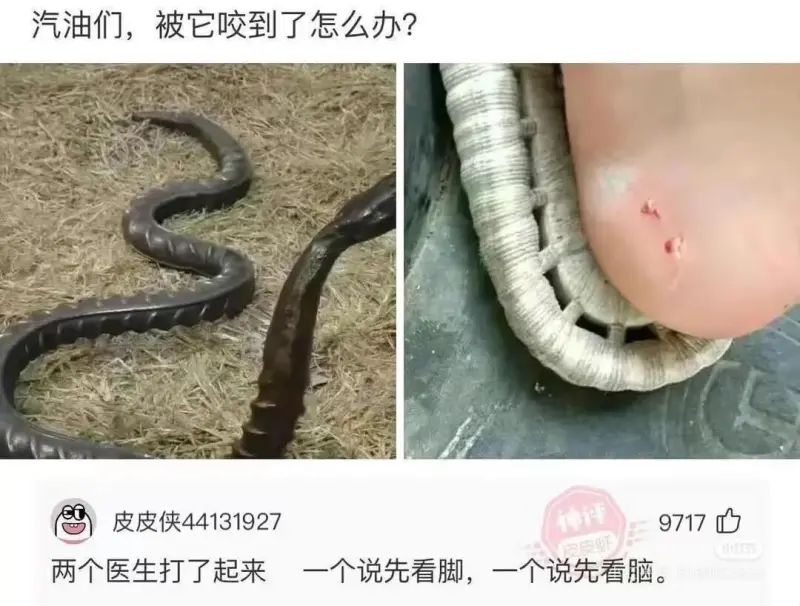汽油们，被它咬到了怎么办?皮皮侠441319279717两个