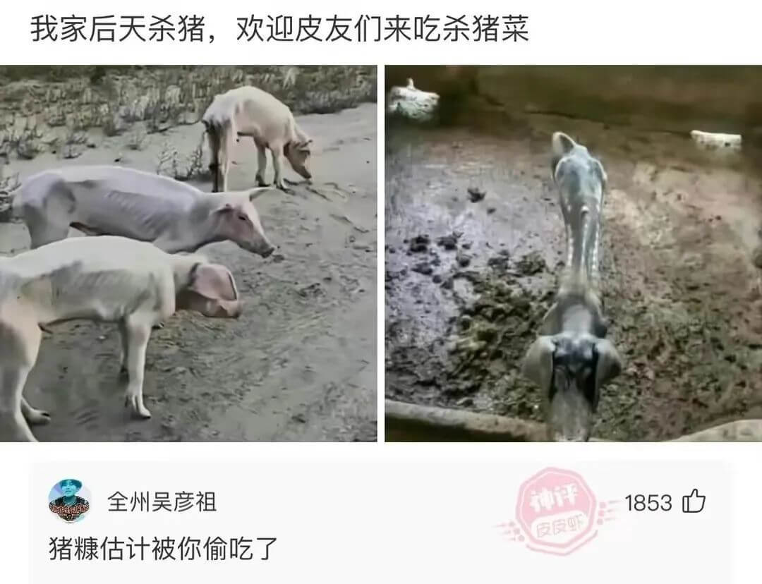 我家后天杀猪，欢迎皮友们来吃杀猪菜全州吴彦祖神评1853皮皮