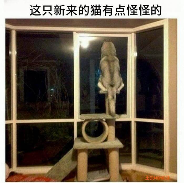 这只新来的猫有点怪怪的巫狐梅泽