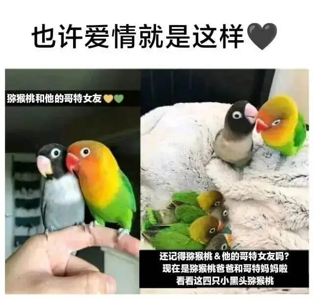 也许爱情就是这样猕猴桃和他的哥特女友还记得瘀猴桃&他的哥特女